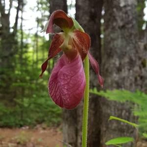 Meet your Posher, Paula